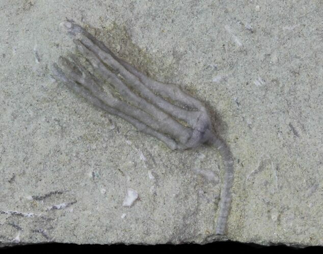 Bargain, Pachylocrinus Crinoid Fossil - Crawfordsville, Indiana #68503